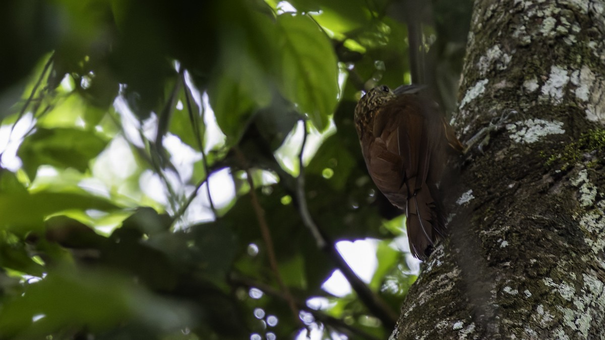 Strong-billed Woodcreeper - ML641219337