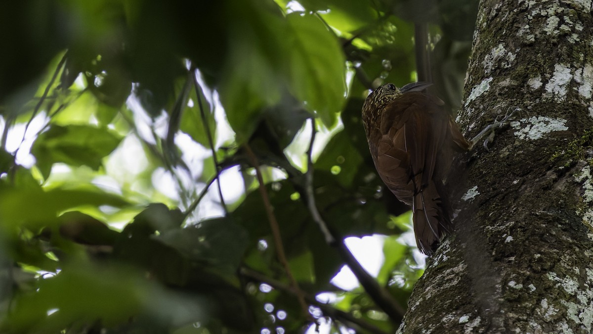 Strong-billed Woodcreeper - ML641219353