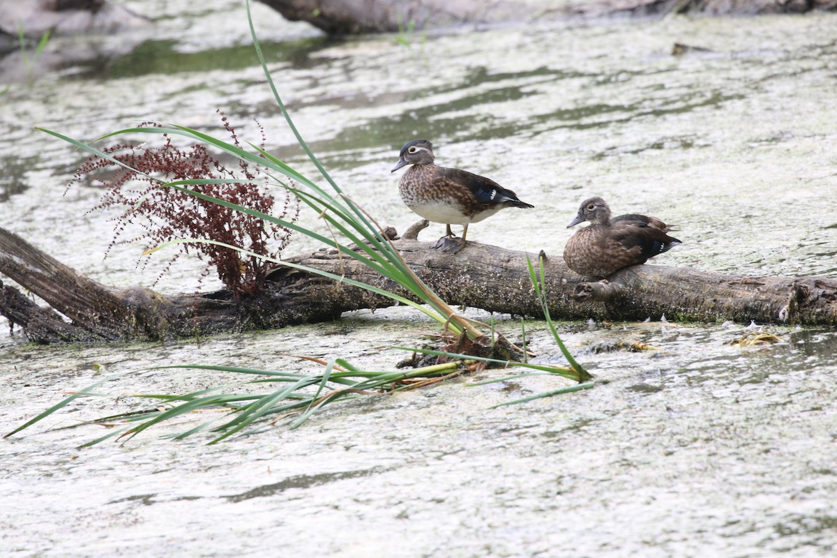 Wood Duck - ML641219433