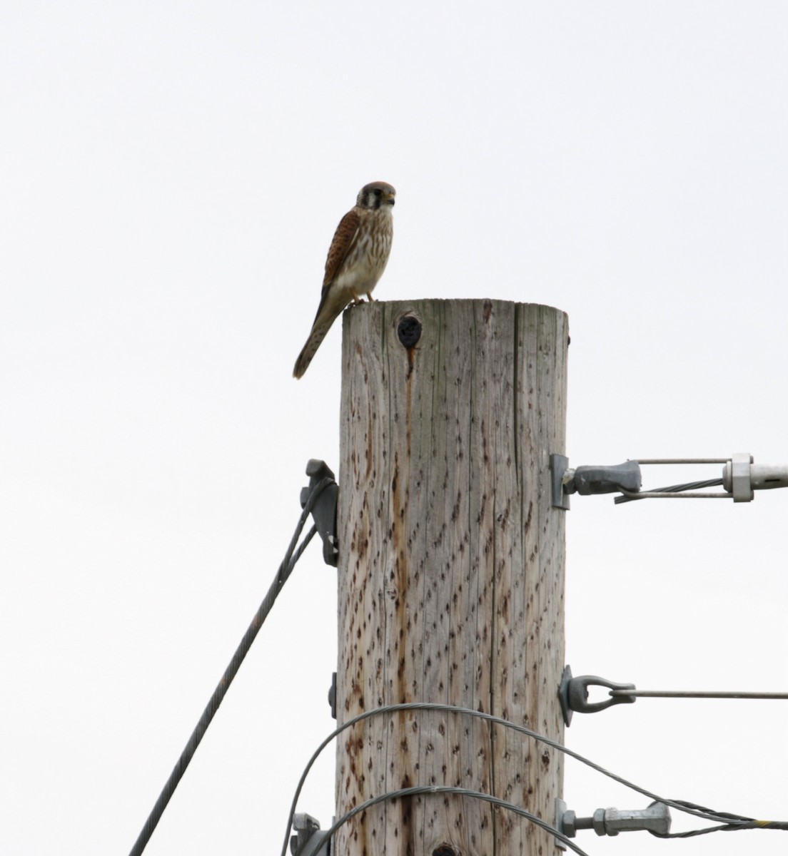 American Kestrel - ML641219444