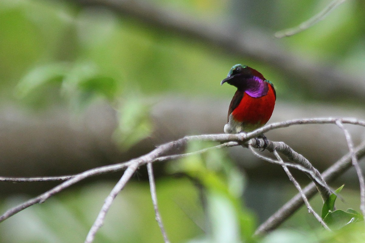 Purple-throated Sunbird - ML641219446