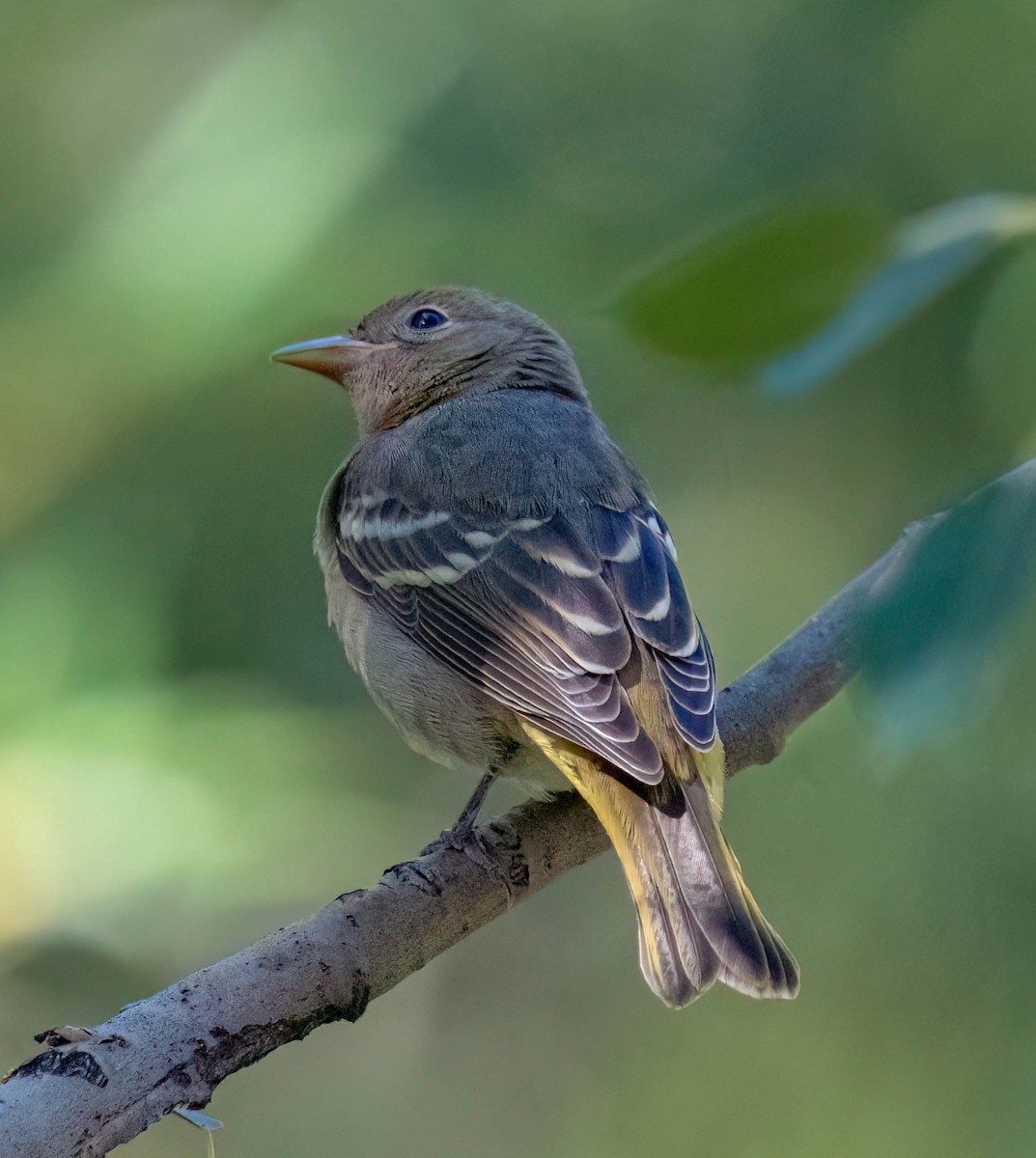Western Tanager - ML641219456