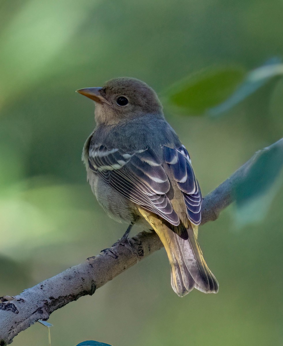 Western Tanager - ML641219457