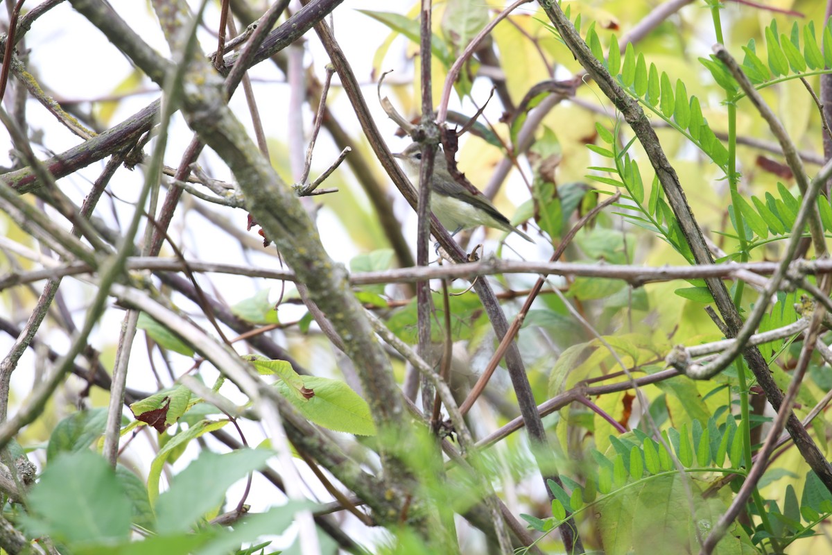 Western Warbling Vireo - ML641219465