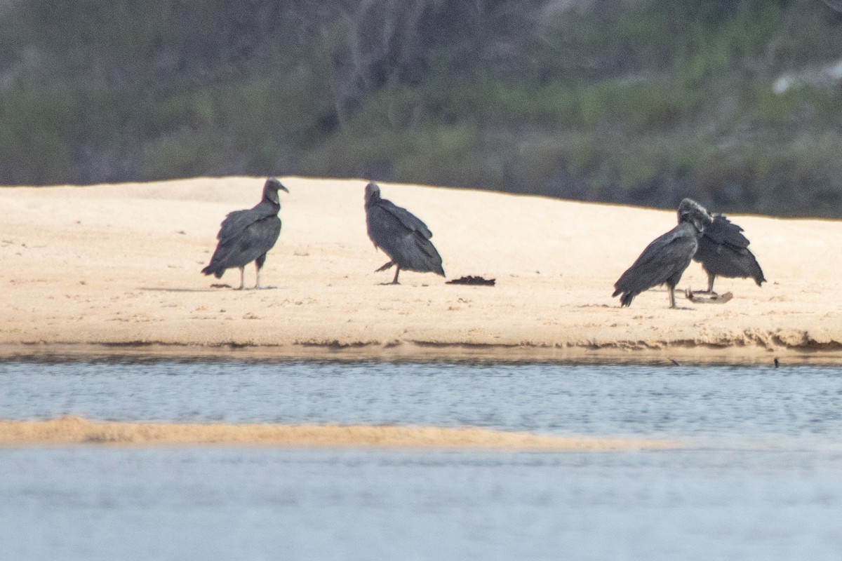 Black Vulture - ML641219477
