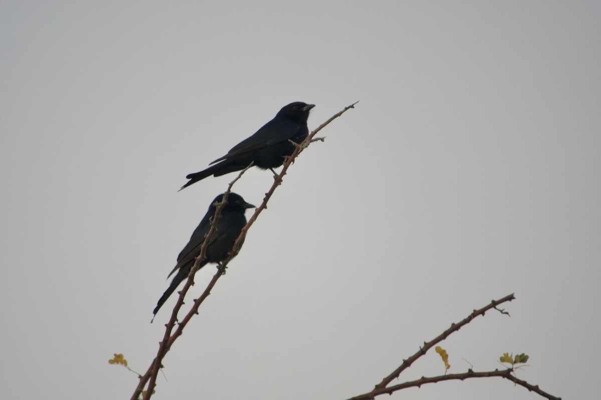 Fork-tailed Drongo - ML641219481