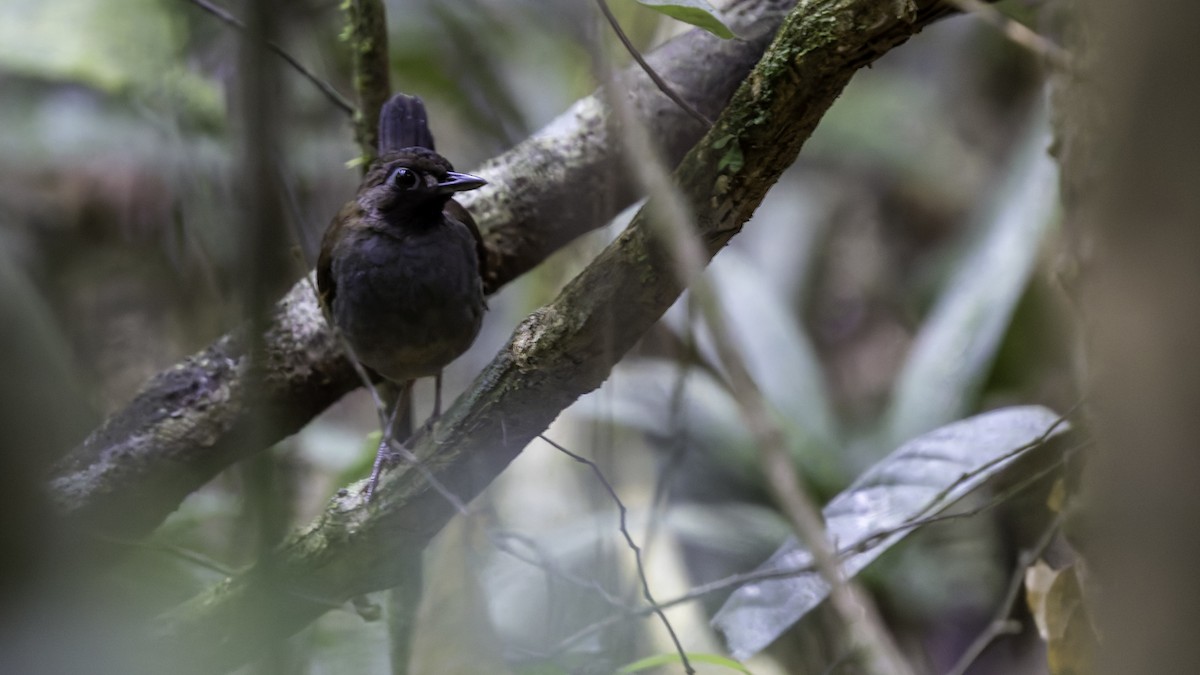 Black-faced Antthrush - ML641219486