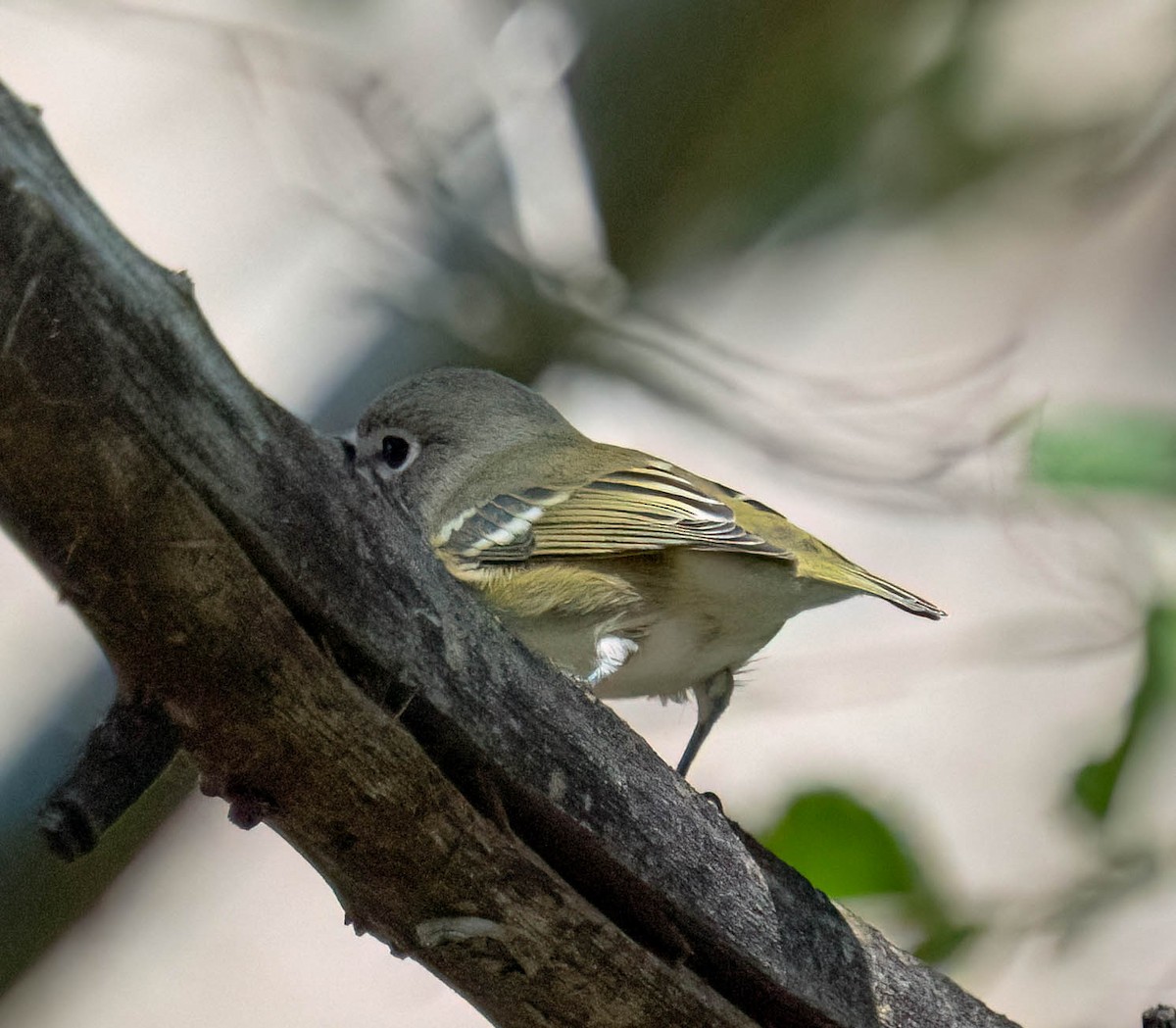 Cassin's Vireo - ML641219491