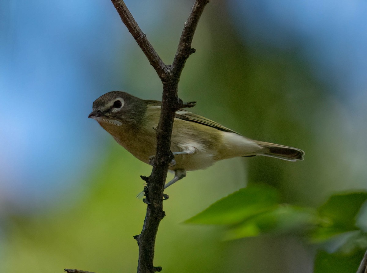 Cassin's Vireo - ML641219492