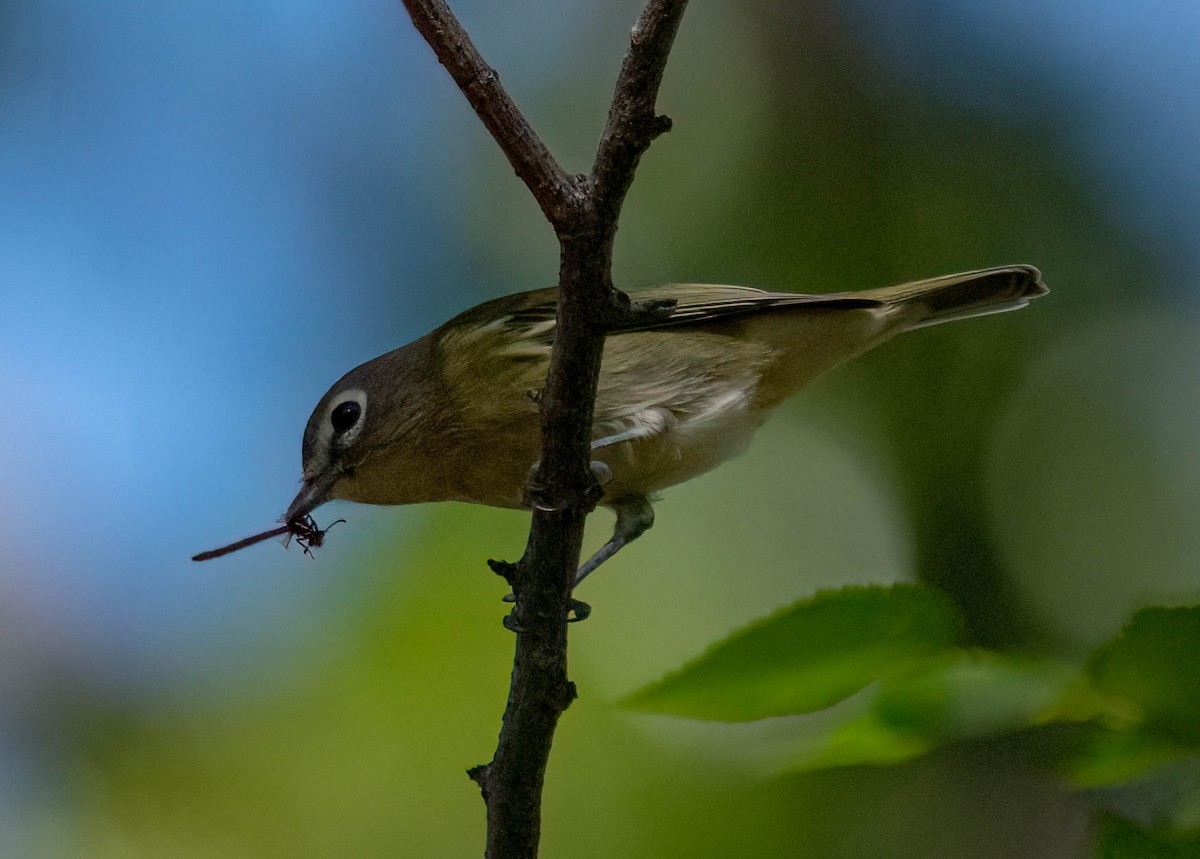 Cassin's Vireo - ML641219493