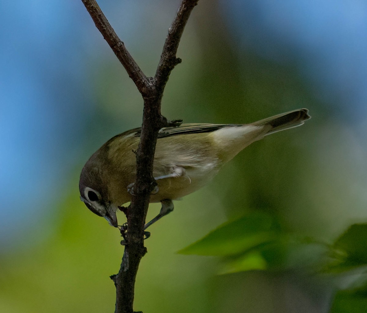 Cassin's Vireo - ML641219494