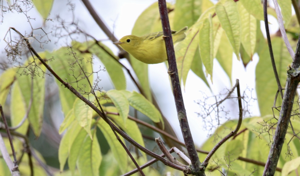 Northern Yellow Warbler - ML641219506