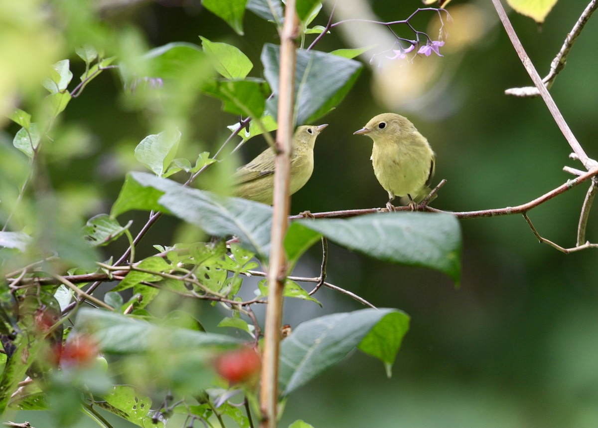 Northern Yellow Warbler - ML641219507