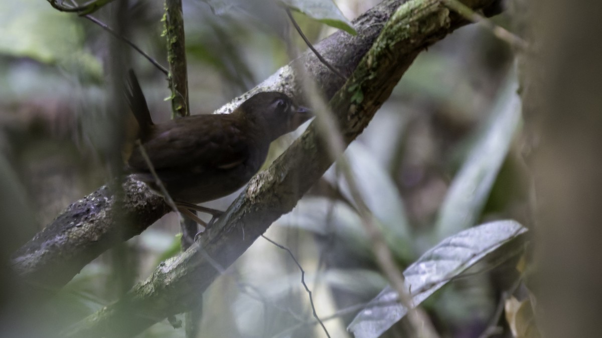 Black-faced Antthrush - ML641219520