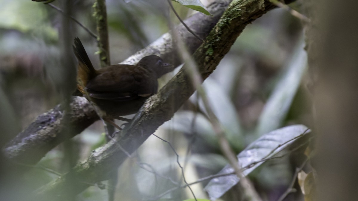 Black-faced Antthrush - ML641219531