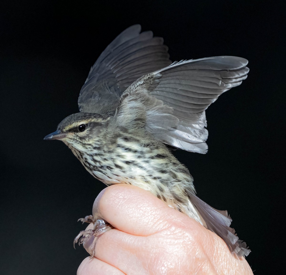 Northern Waterthrush - ML641219541