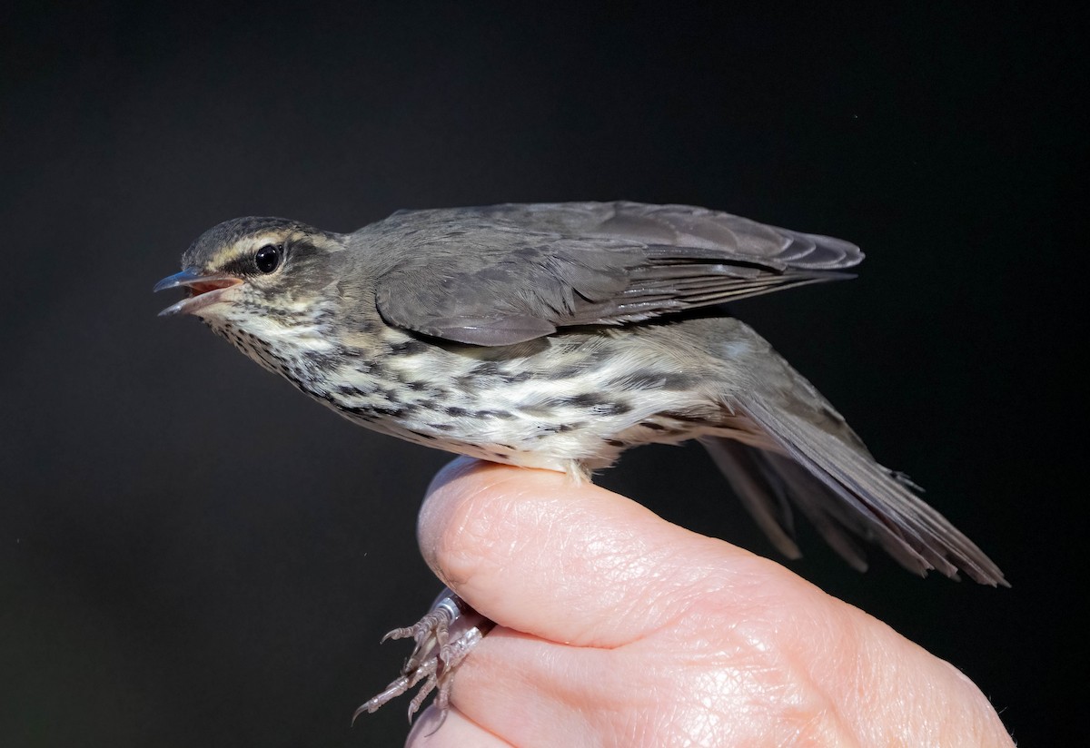 Northern Waterthrush - ML641219542