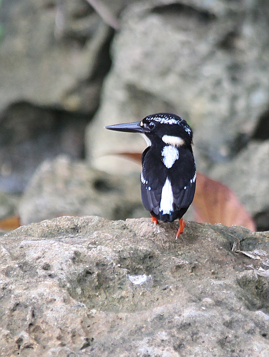 Northern Silvery-Kingfisher - ML641219555