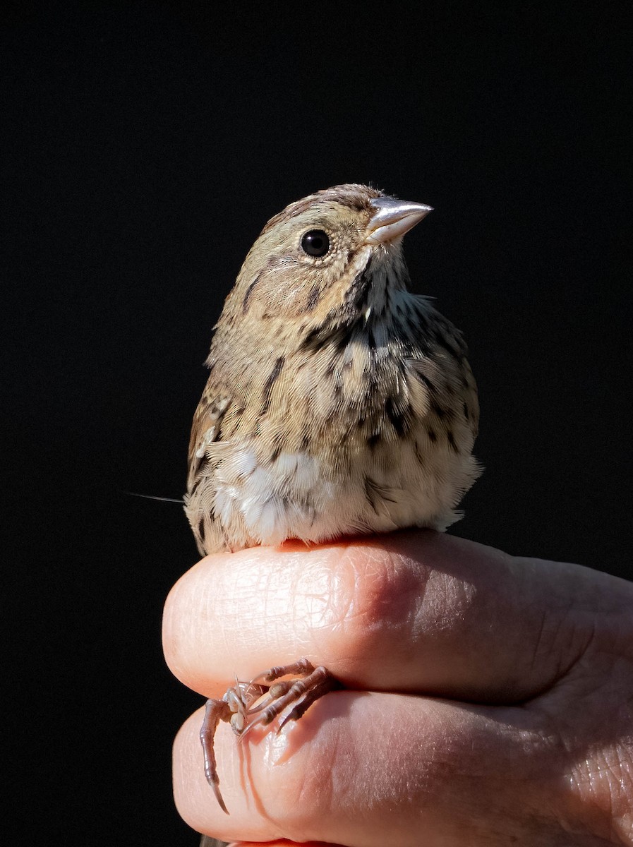 Lincoln's Sparrow - ML641219556