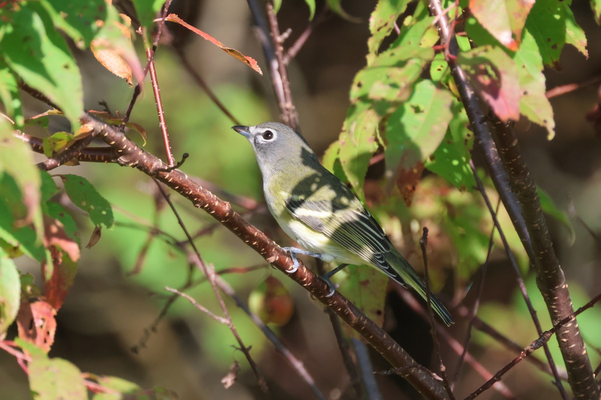 Blue-headed Vireo - ML641219563
