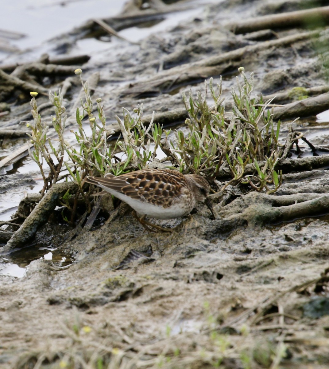 Least Sandpiper - ML641219575