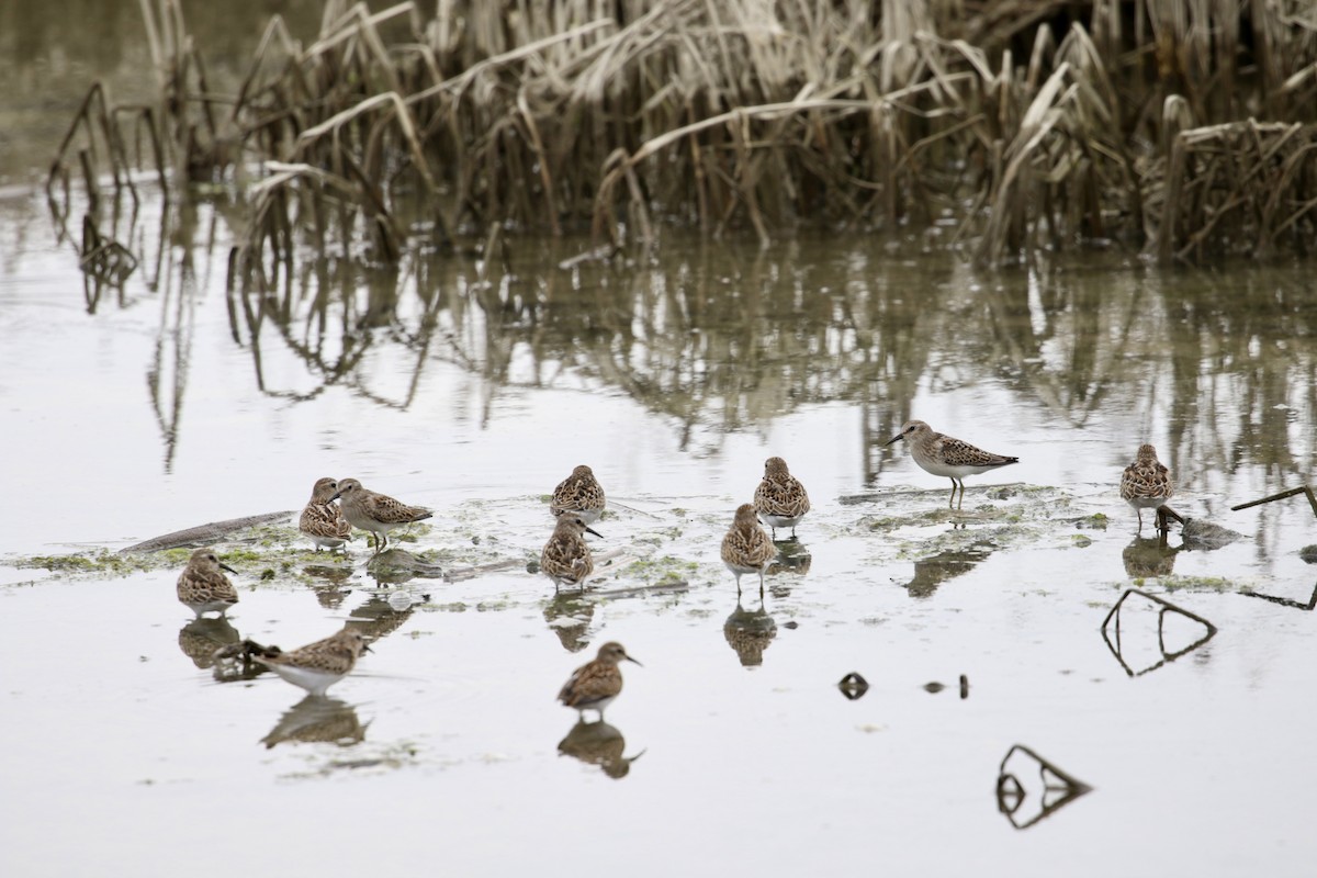 Least Sandpiper - ML641219576