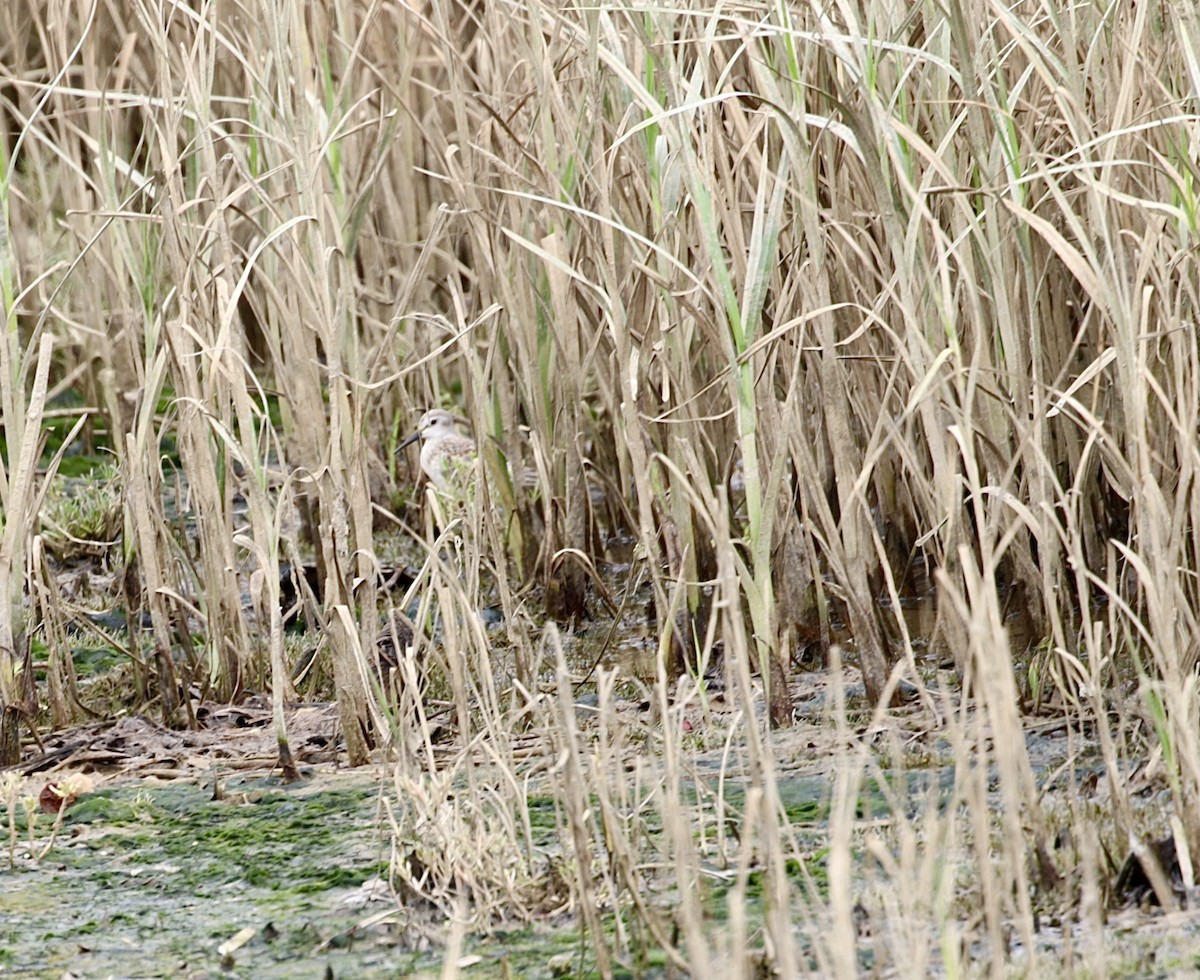 Western Sandpiper - ML641219599