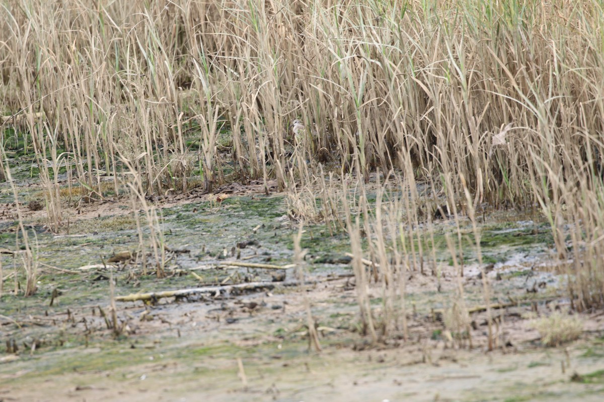 Western Sandpiper - ML641219600