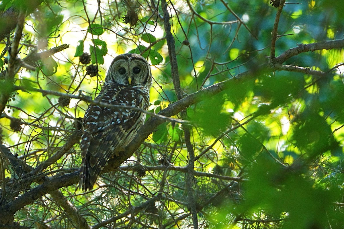 Barred Owl - ML641219608
