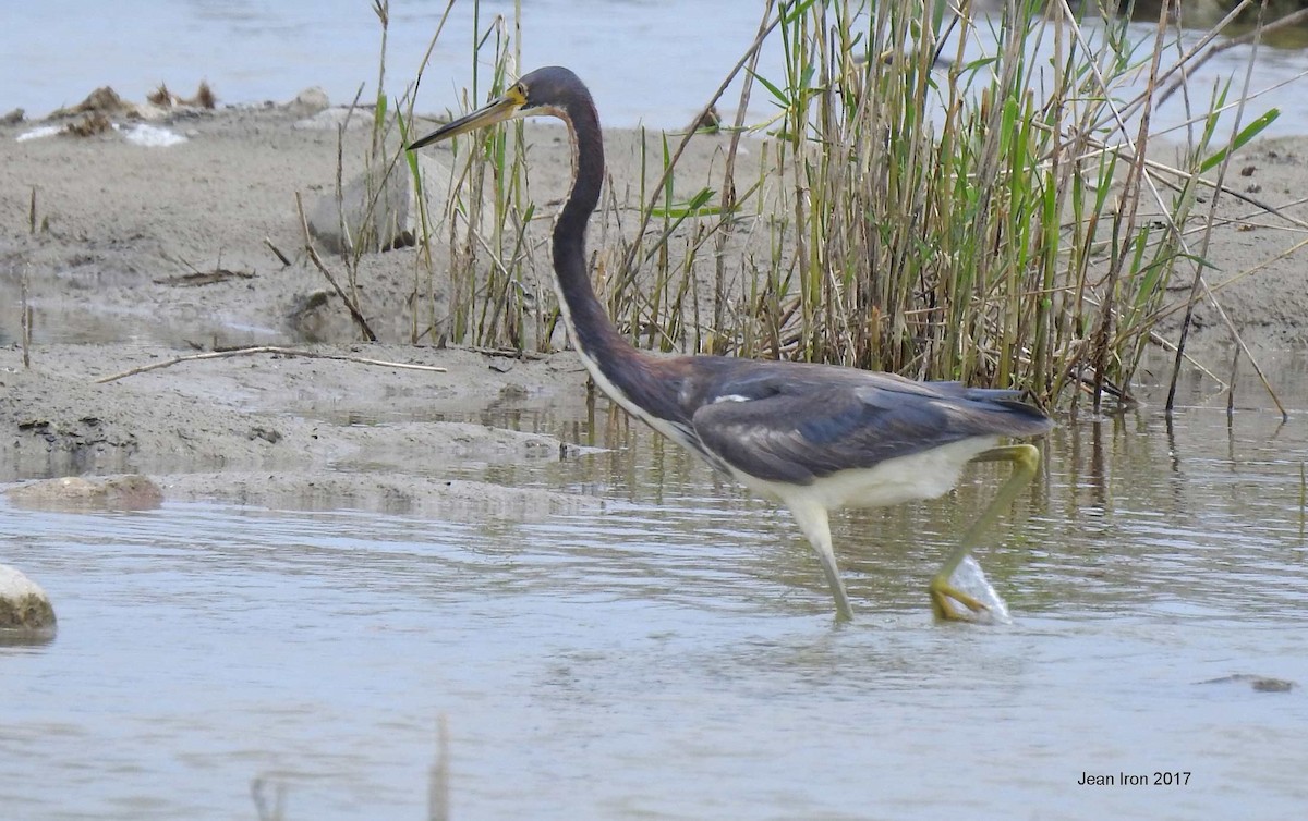 Tricolored Heron - ML64121961