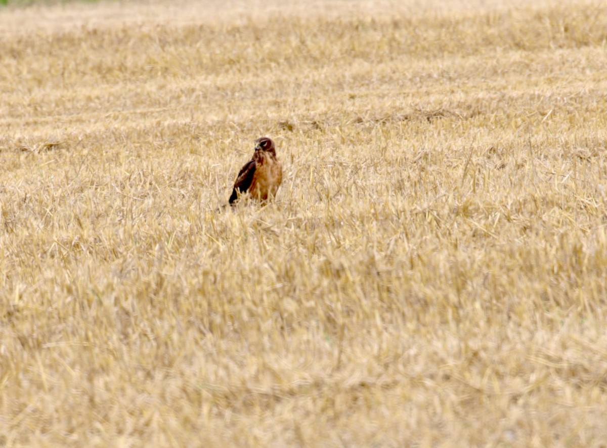 Northern Harrier - ML641219620