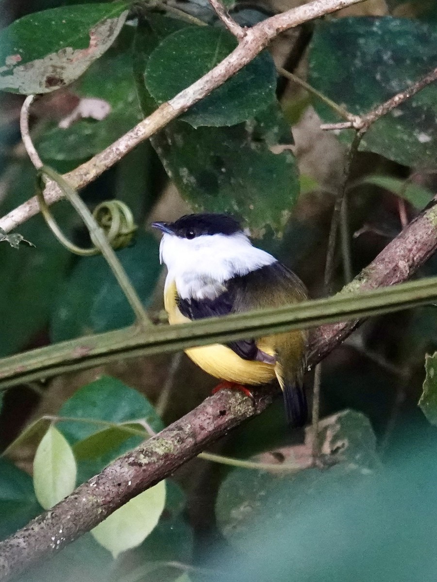 White-collared Manakin - ML641219671