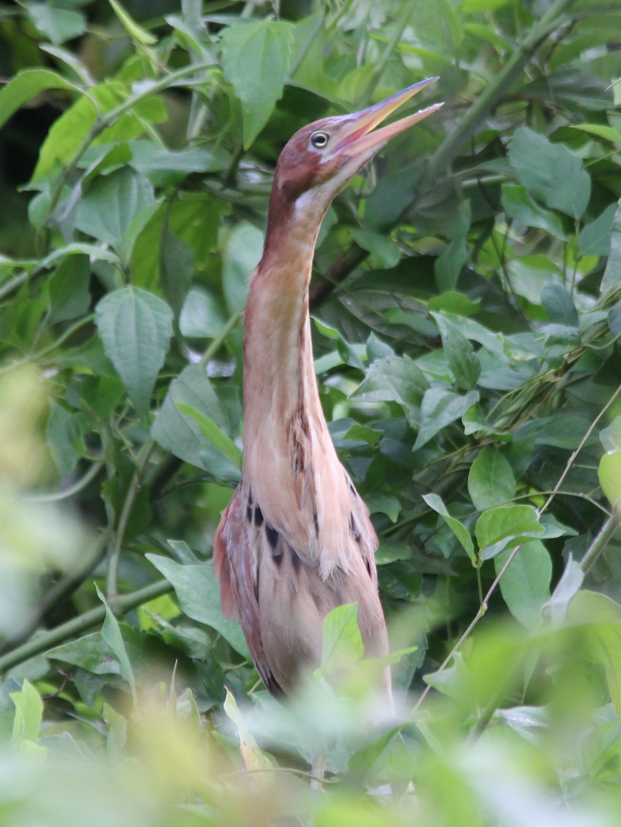 栗小鷺 - ML641219676