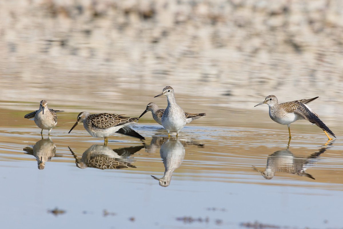 Lesser Yellowlegs - ML641219698