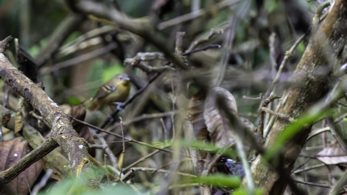 Ornate Stipplethroat - ML641219742