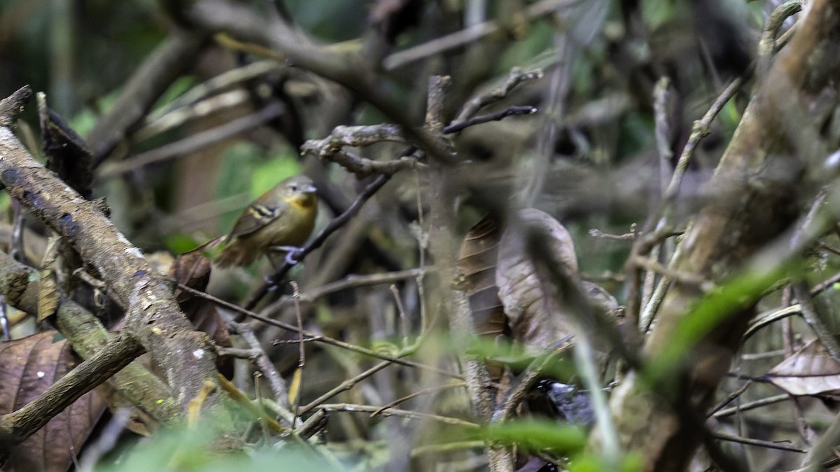 Ornate Stipplethroat - ML641219751