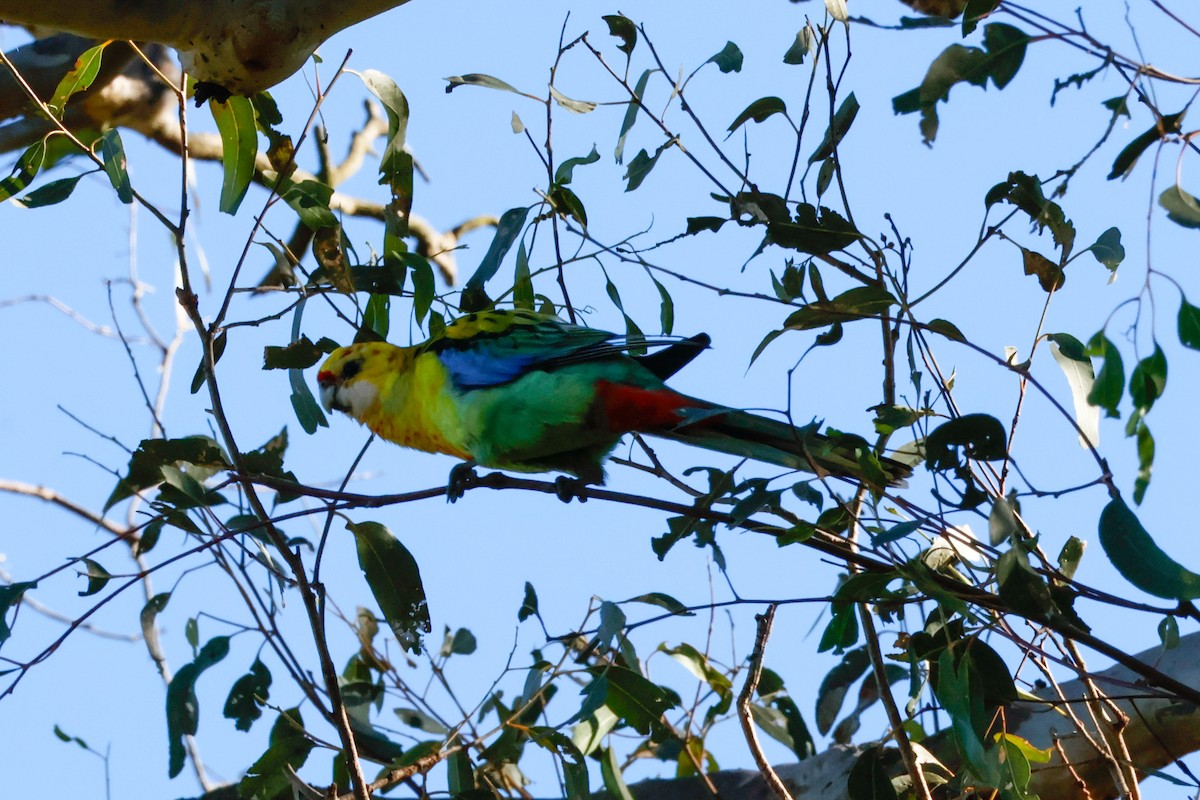Pale-headed Rosella - ML641219788