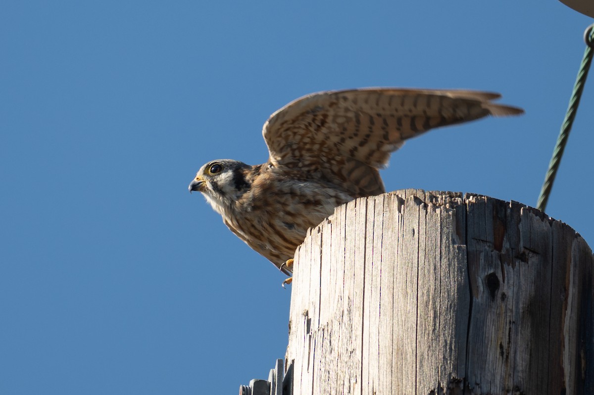 American Kestrel - ML641219830