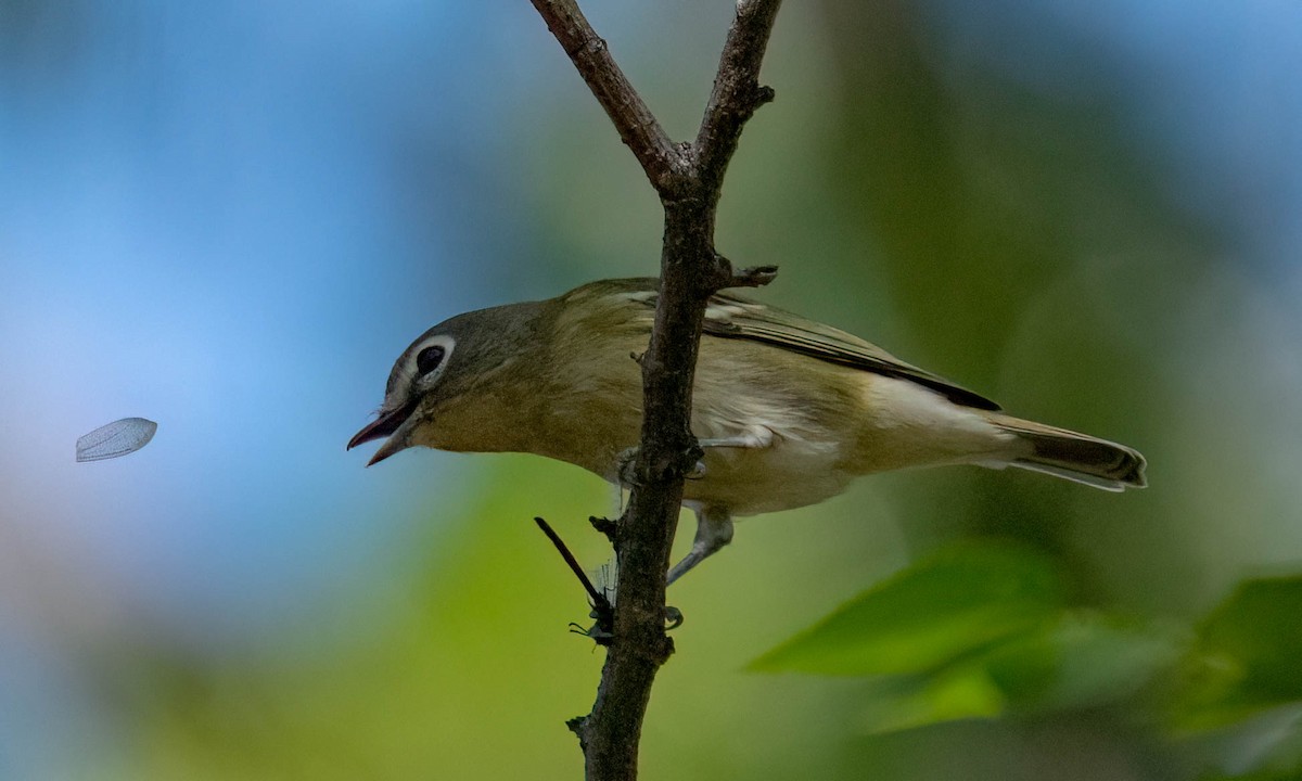 Cassin's Vireo - ML641219831