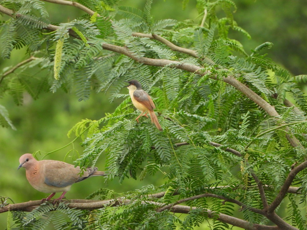 Ashy Prinia - ML641219875