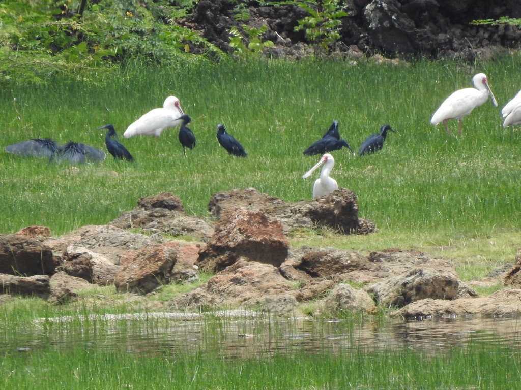 Black Heron - ML641219888