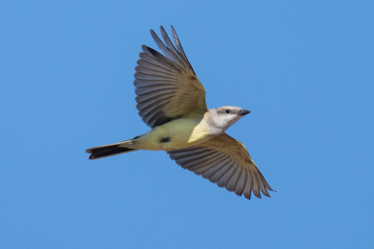 Western Kingbird - ML641219921
