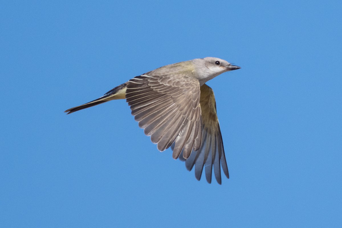 Western Kingbird - ML641219922
