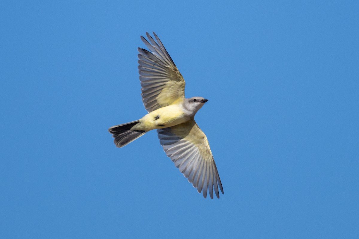 Western Kingbird - ML641219923