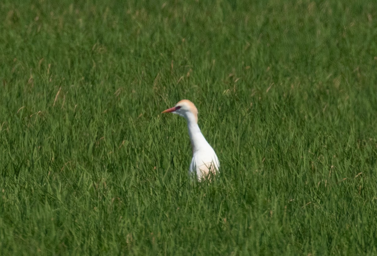 Western Cattle-Egret - ML641219970