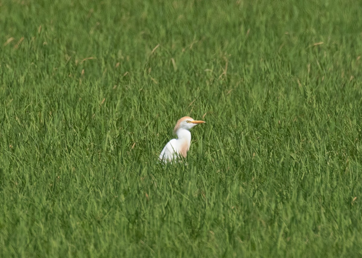 Western Cattle-Egret - ML641219971