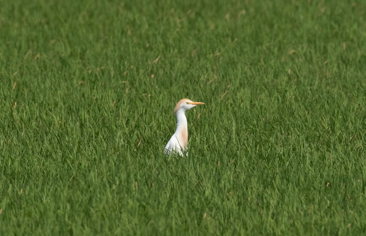 Western Cattle-Egret - ML641219972