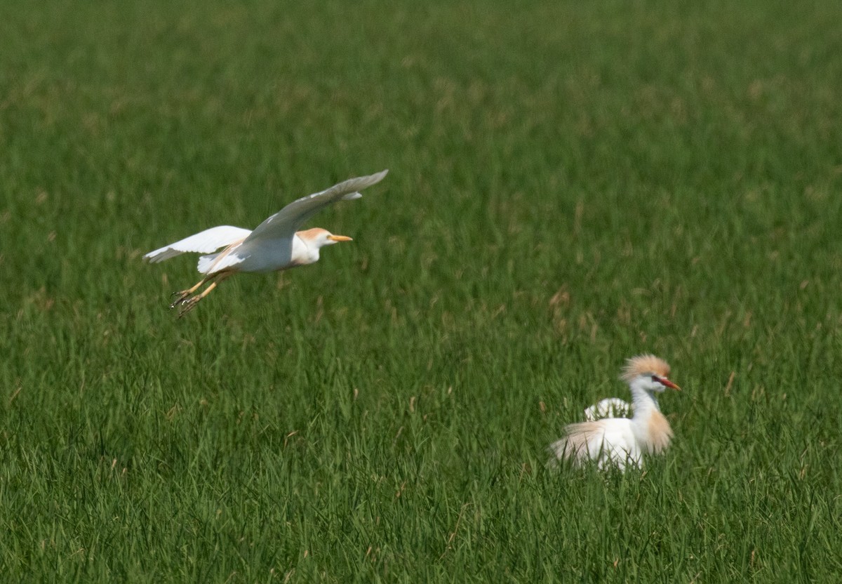 Western Cattle-Egret - ML641219973