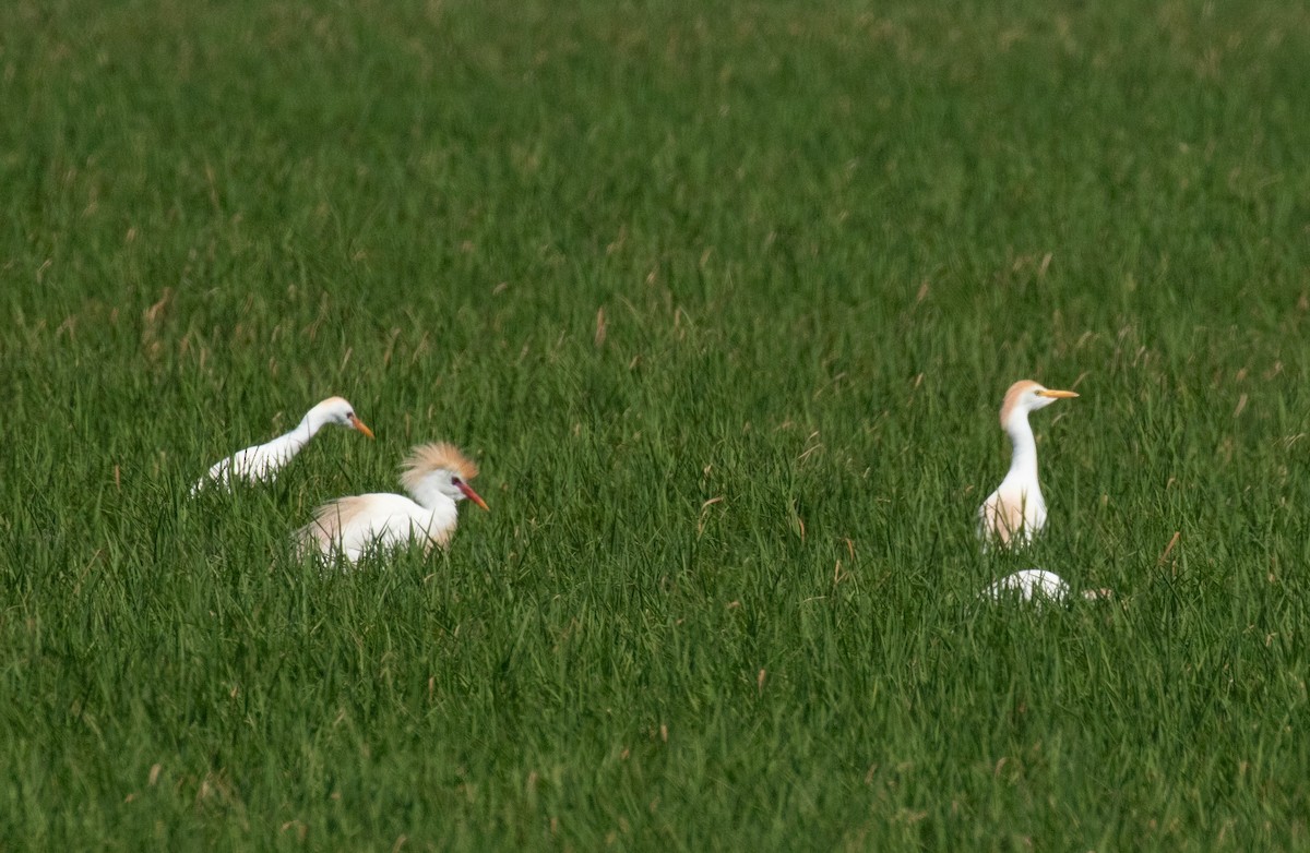 Western Cattle-Egret - ML641219974