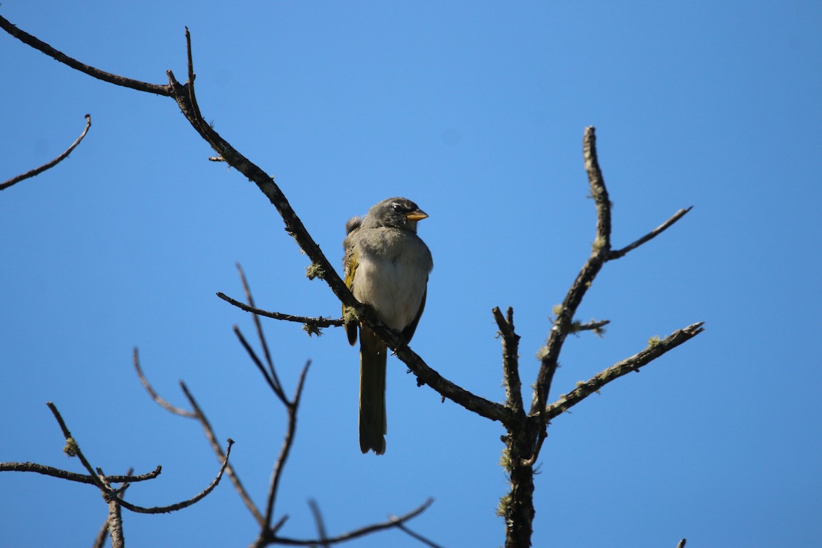 serraspurv - ML641220011